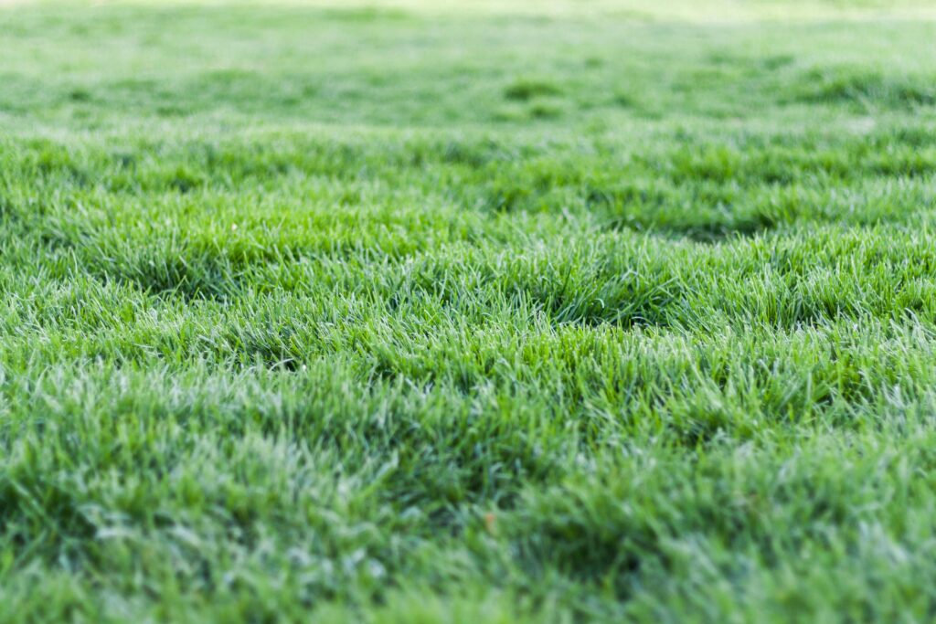 Close-up view of a lush green grass lawn, perfect for nature backgrounds.
