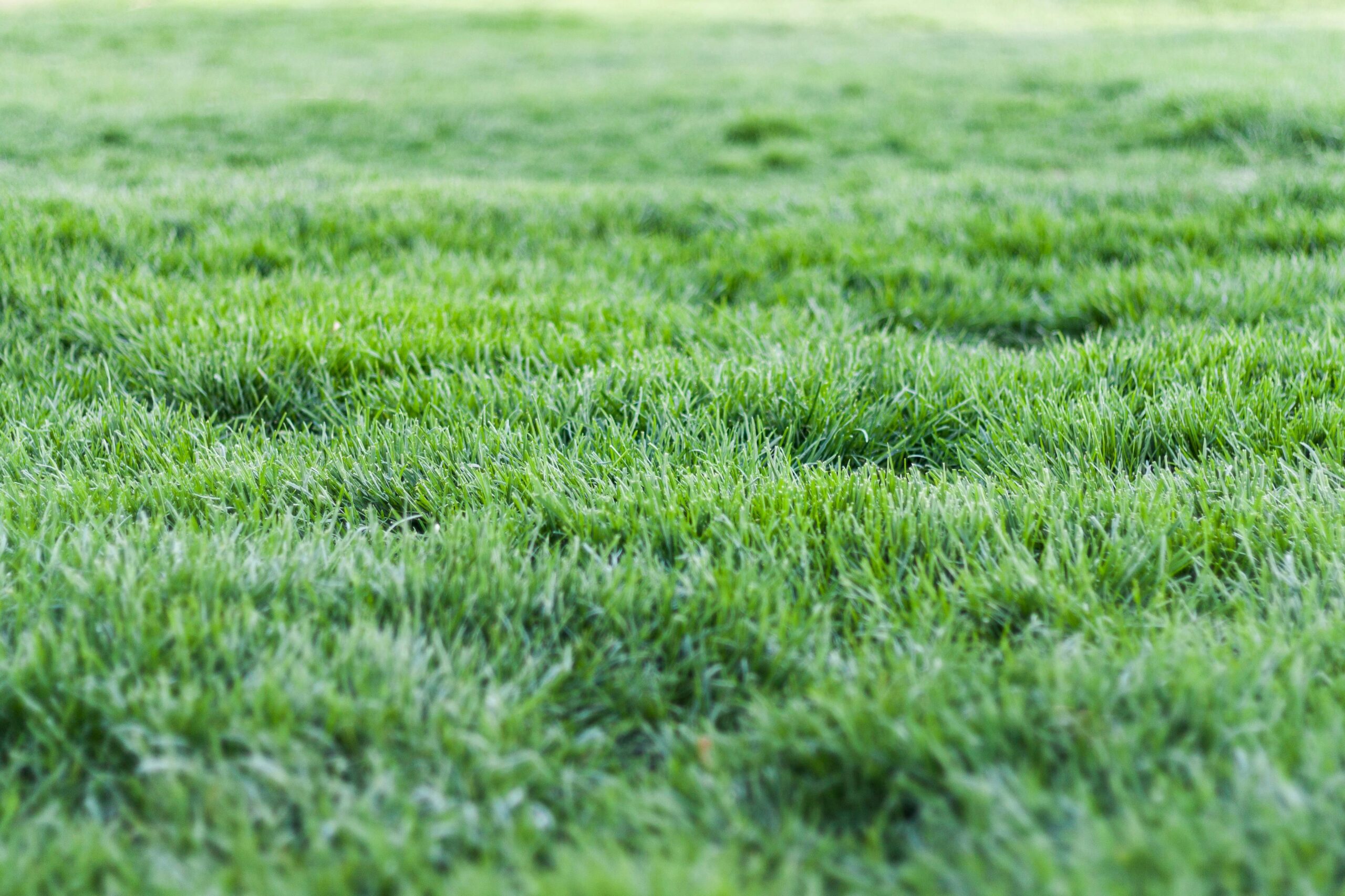 Close-up view of a lush green grass lawn, perfect for nature backgrounds.